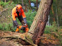 New Palestine, IN Tree Removal Company